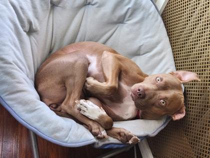 Enlarge Kaisen, a Adoptable mixed breed in Washington, DC image 2/3