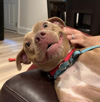 Enlarge Kaisen, a Adoptable mixed breed in Washington, DC image 2/3