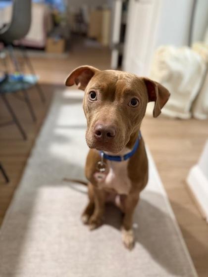 Enlarge Kaisen, a Adoptable mixed breed in Washington, DC image 3/3