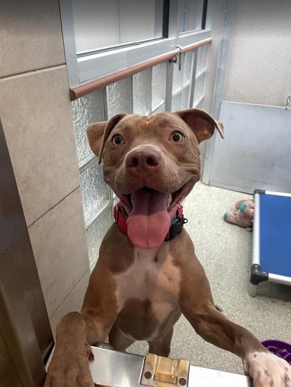 Enlarge Kaisen, a Adoptable mixed breed in Washington, DC image 3/3