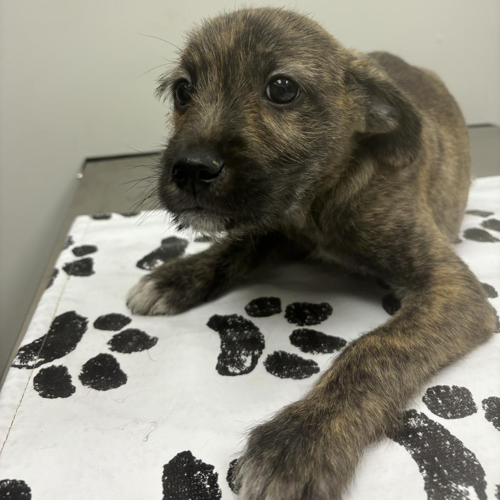 Enlarge Rio, a Adoptable mixed breed in St. Louis, MO image 3/6