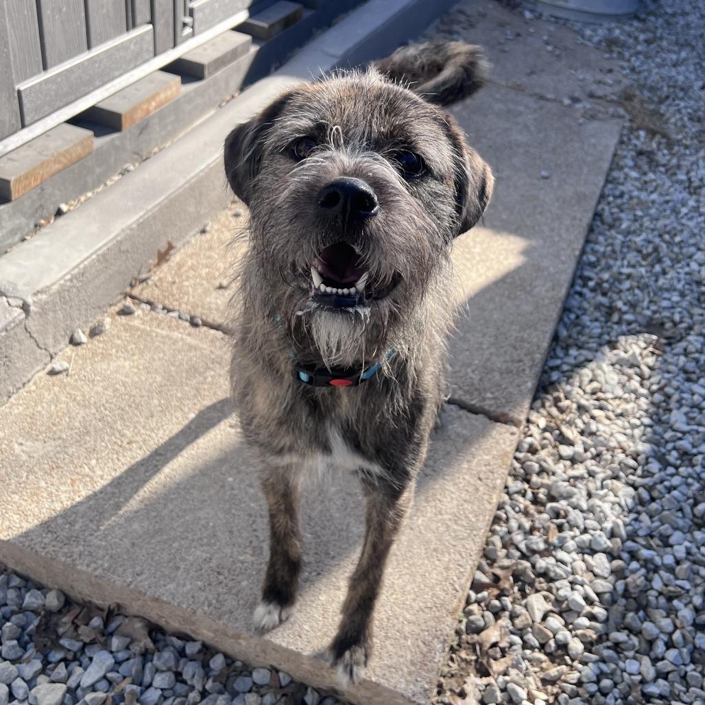 Enlarge Rio, a Adoptable mixed breed in St. Louis, MO image 4/6