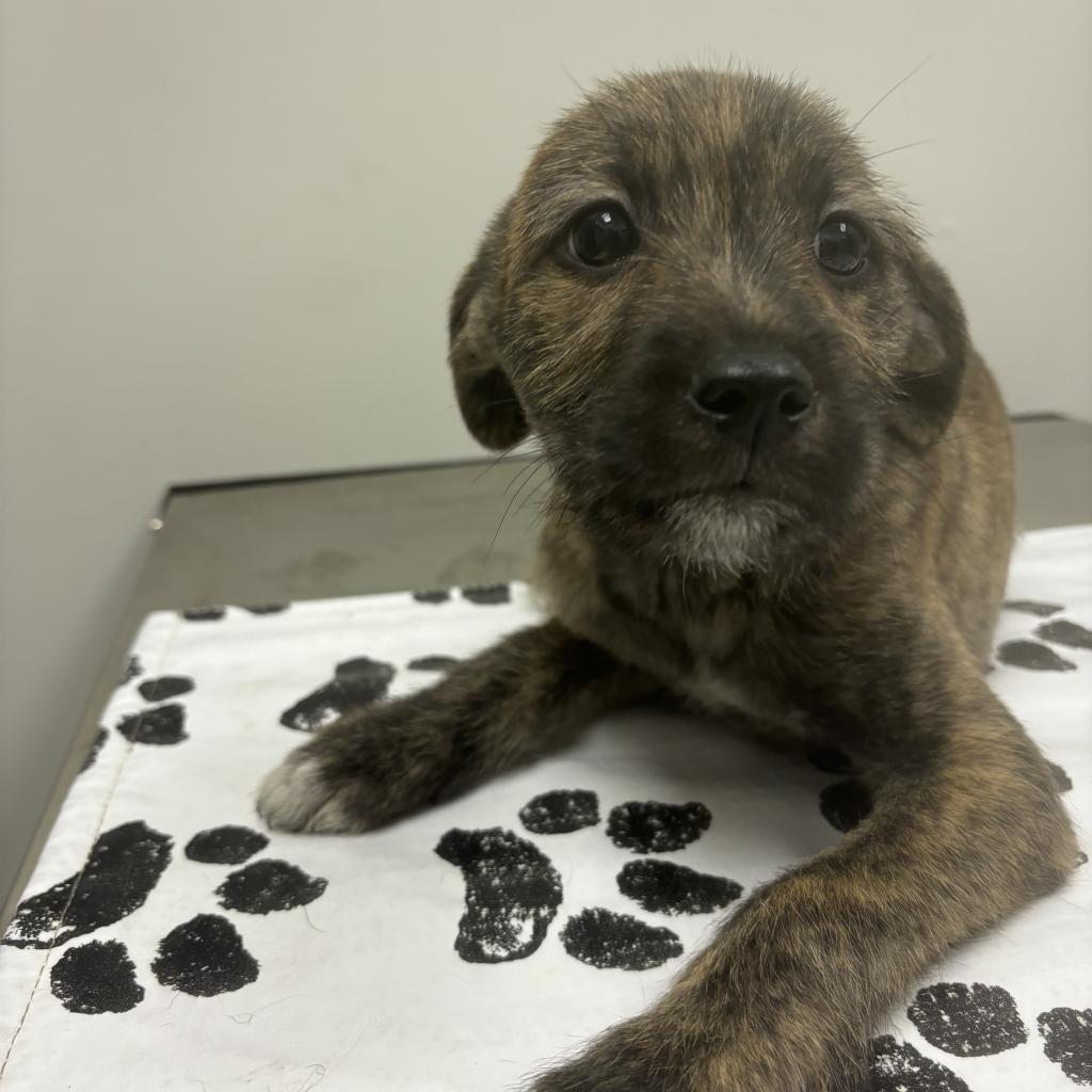 Enlarge Rio, a Adoptable mixed breed in St. Louis, MO image 3/6