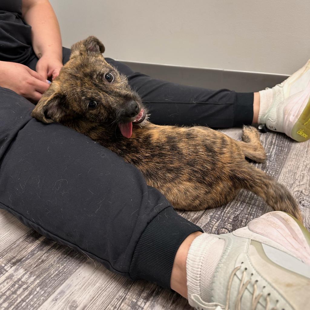 Enlarge Rio, a Adoptable mixed breed in St. Louis, MO image 5/6