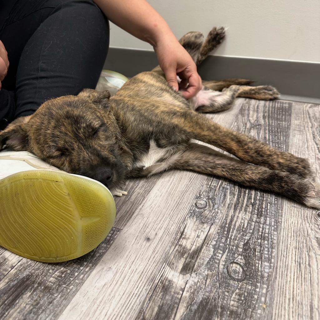 Enlarge Rio, a Adoptable mixed breed in St. Louis, MO image 6/6