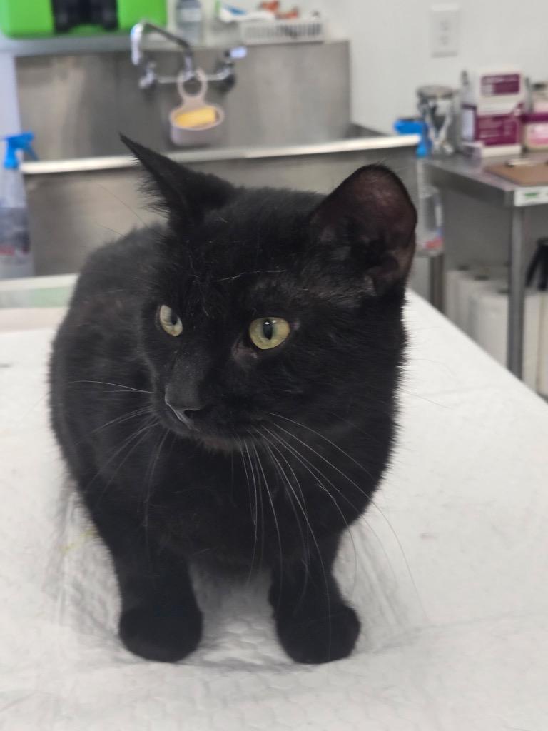 Phoenix, Adoptable, Adult Male Domestic Short Hair.