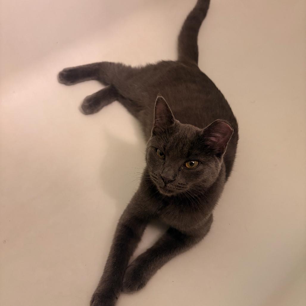 Mandy Levy-TN, Adoptable, Young Female Domestic Short Hair.