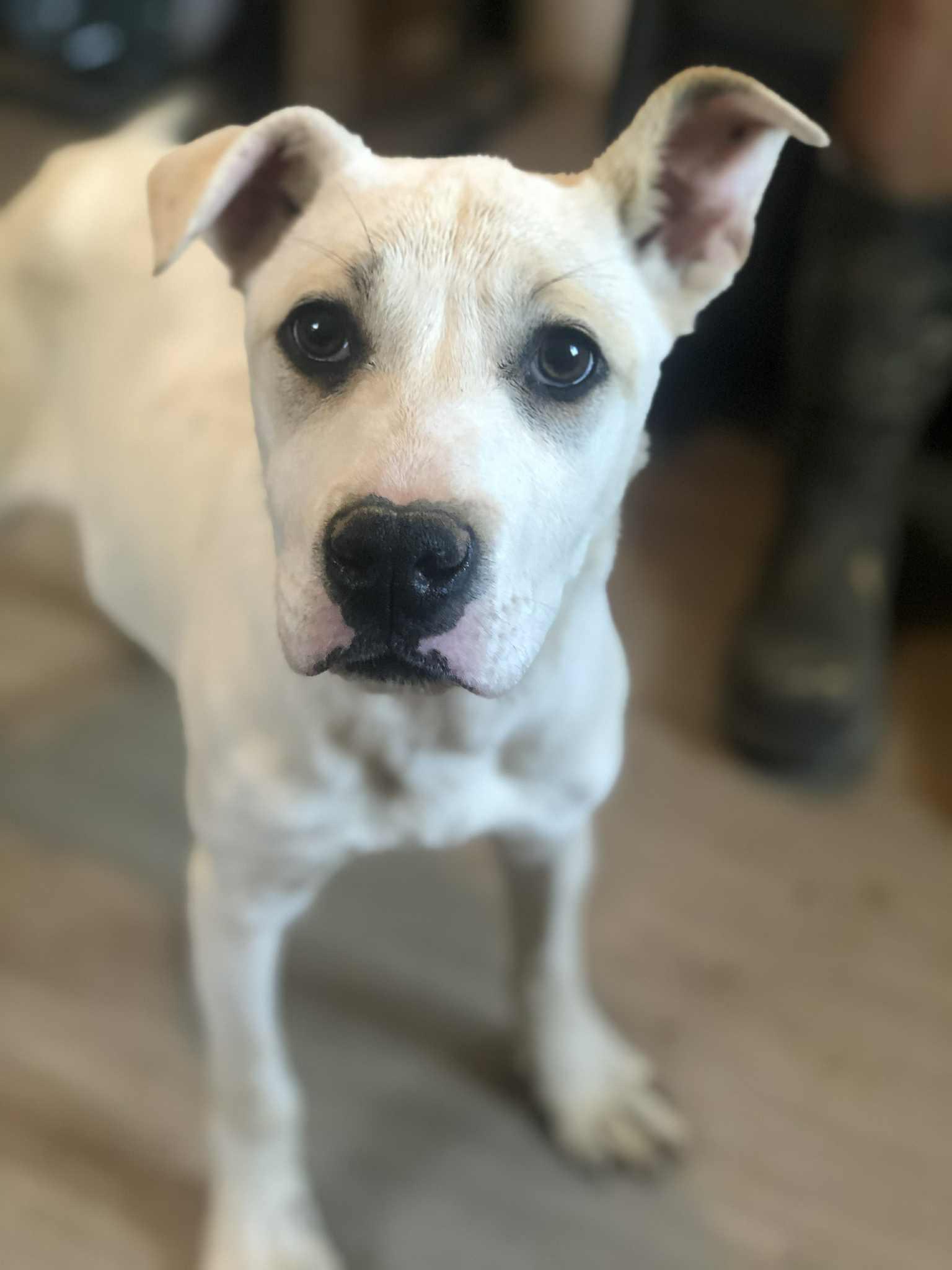 Enlarge Gwen/ Snow, an adoptable mixed breed in Campton, KY image 1/2