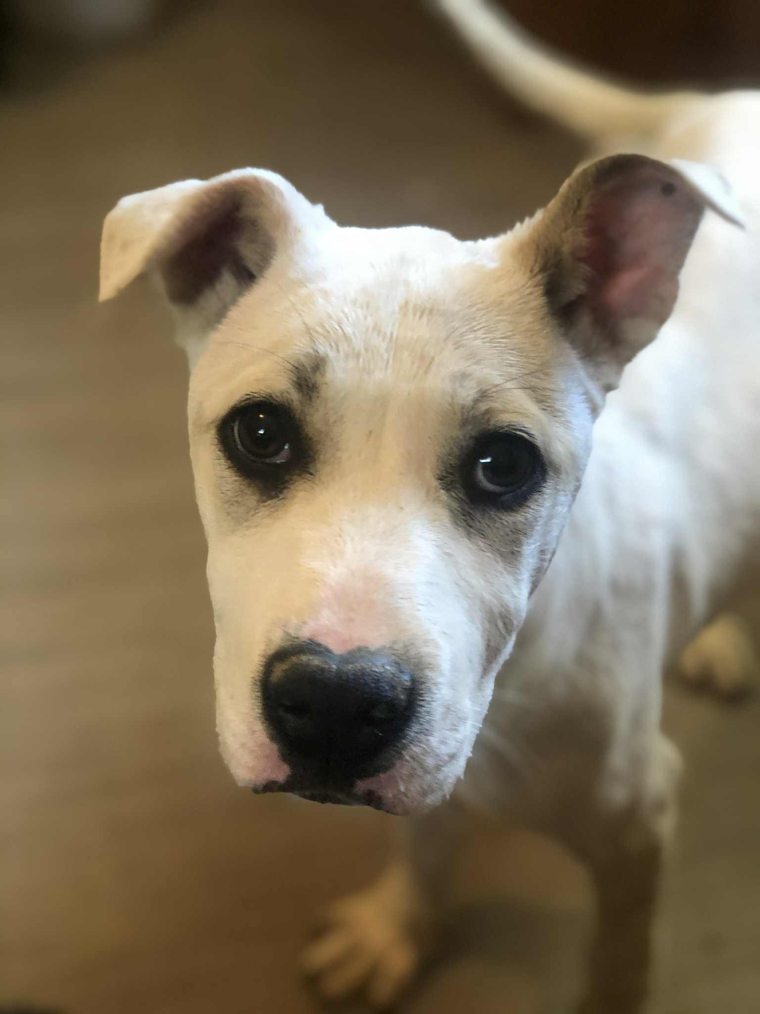 Enlarge Gwen/ Snow, an adoptable mixed breed in Campton, KY image 2/2