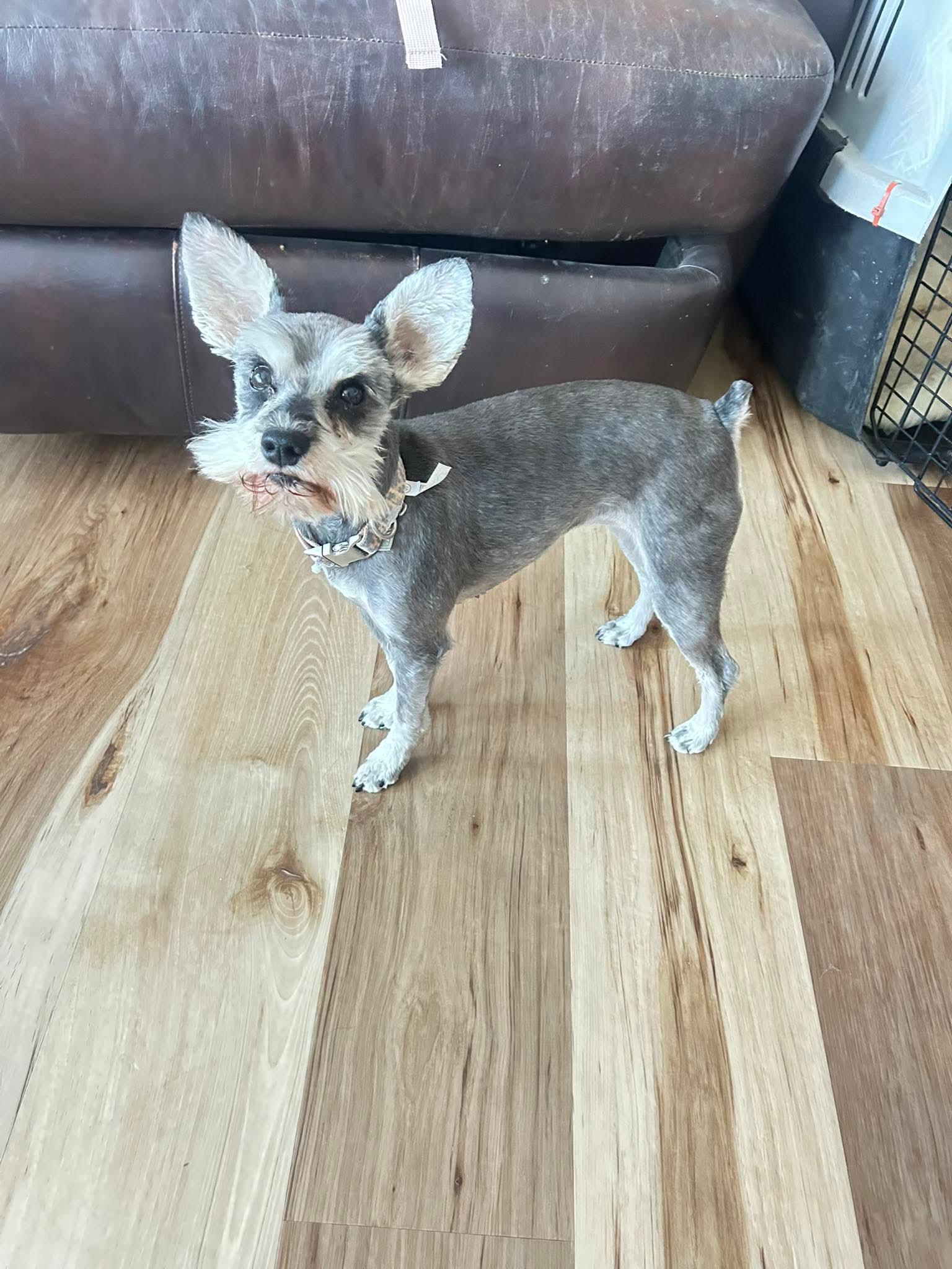Enlarge Chandler, an adopted Schnauzer in Pocatello, ID image 1/1