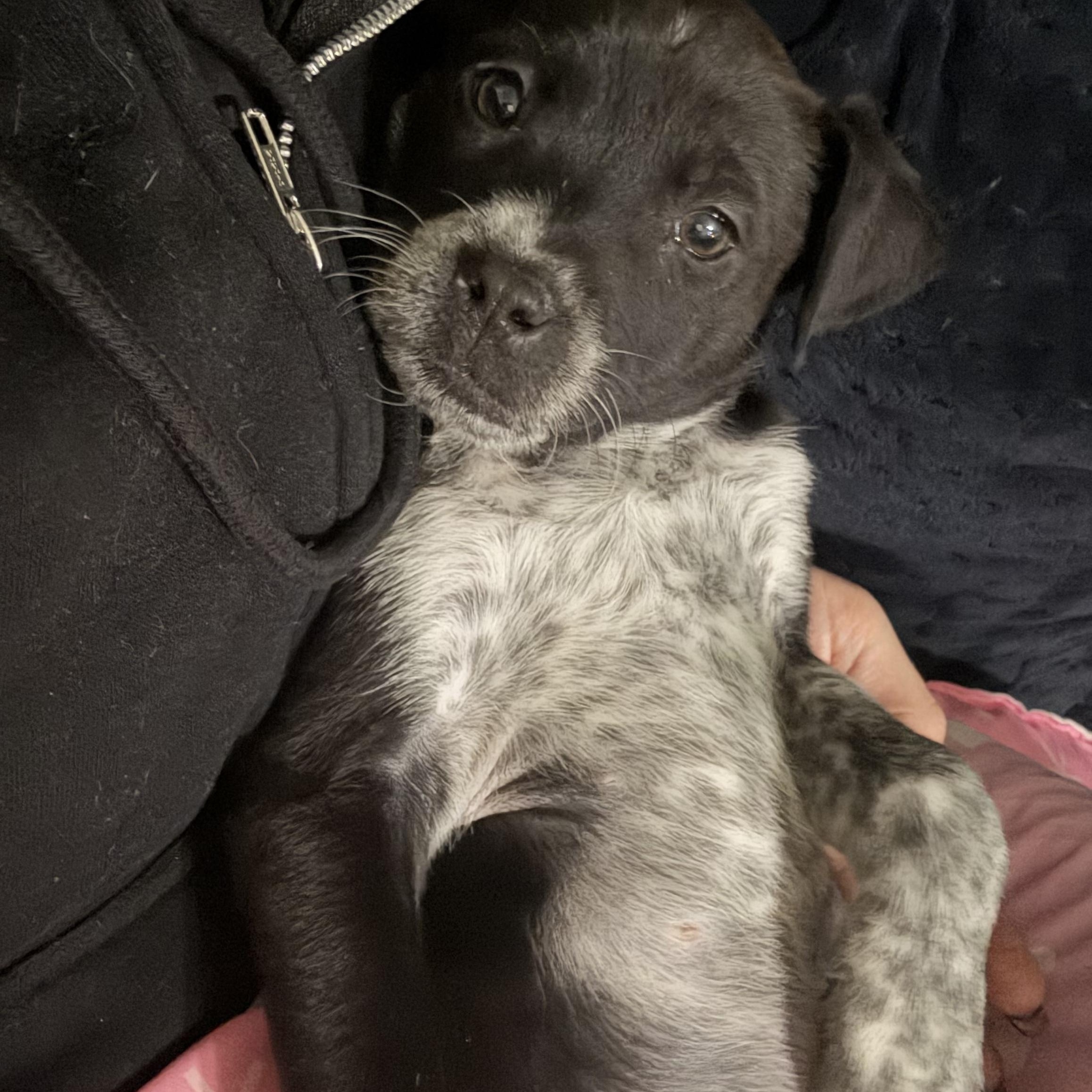 Nova, ADOPTABLE, Puppy Female Australian Cattle Dog / Blue Heeler & Labrador Retriever.