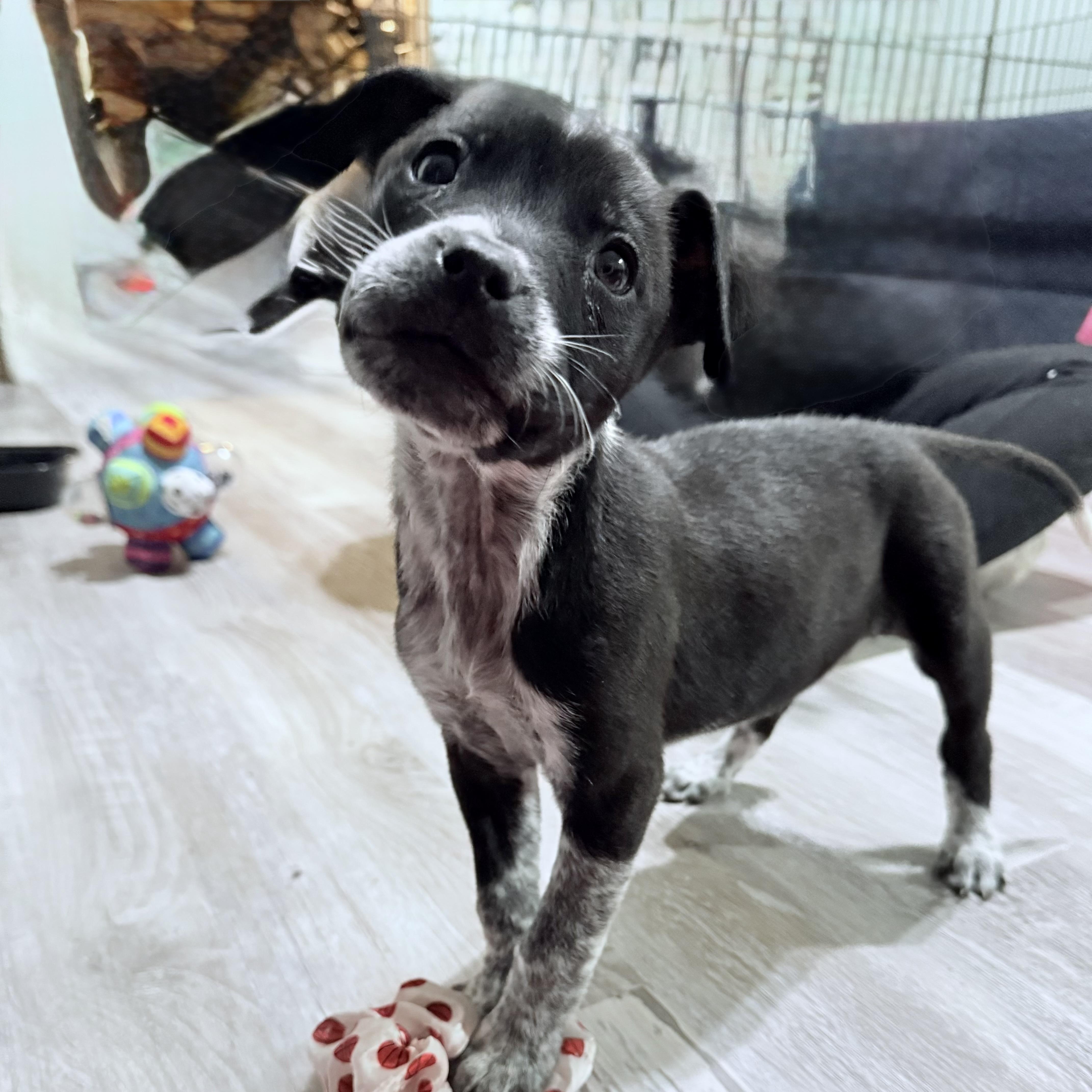 Enlarge Nova, an adopted mixed breed in Davisburg, MI image 2/3