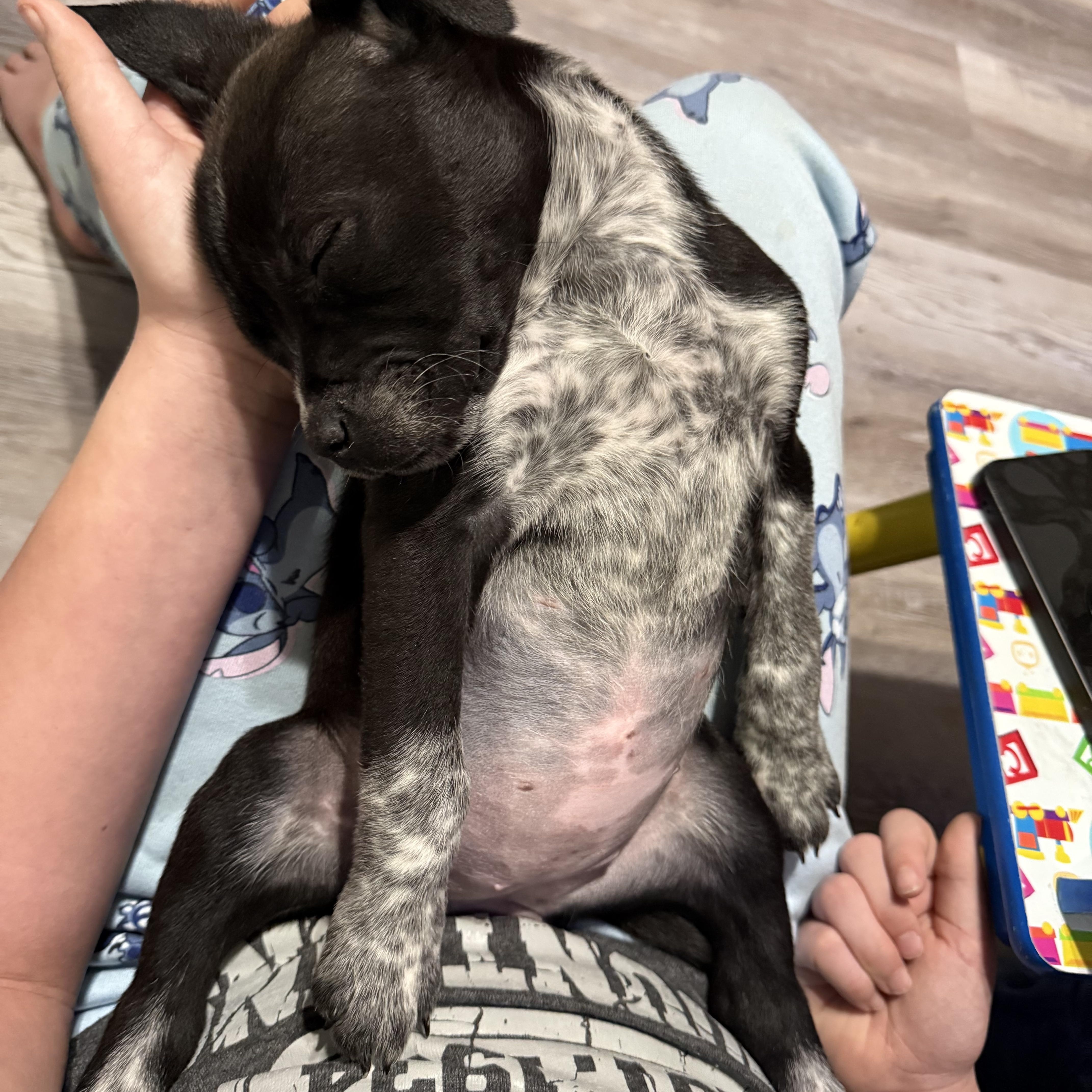 Enlarge Nova, an adopted mixed breed in Davisburg, MI image 3/3