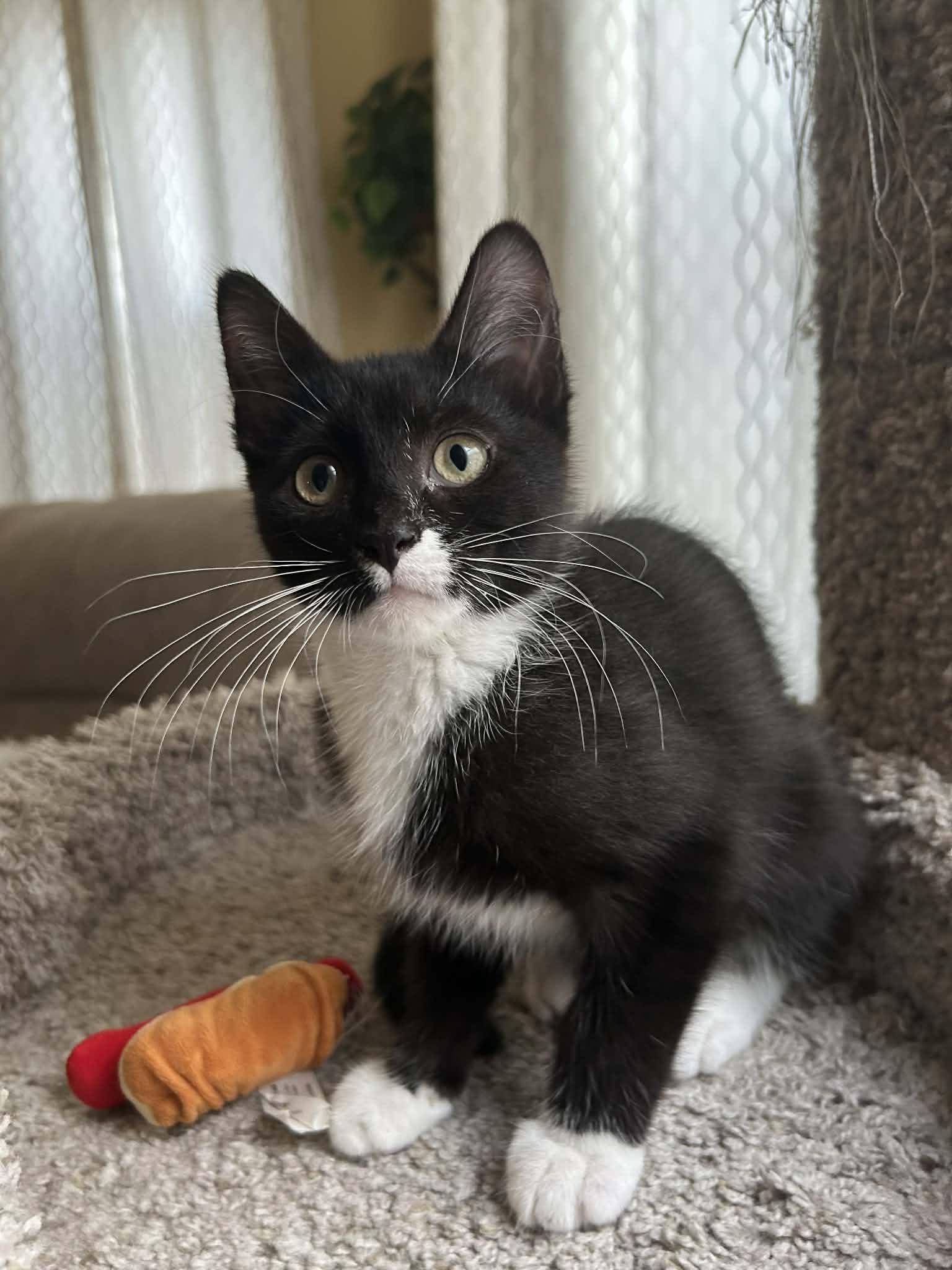 Horace (must adopt with Clarabelle), adopted, Kitten Male Domestic Short Hair.