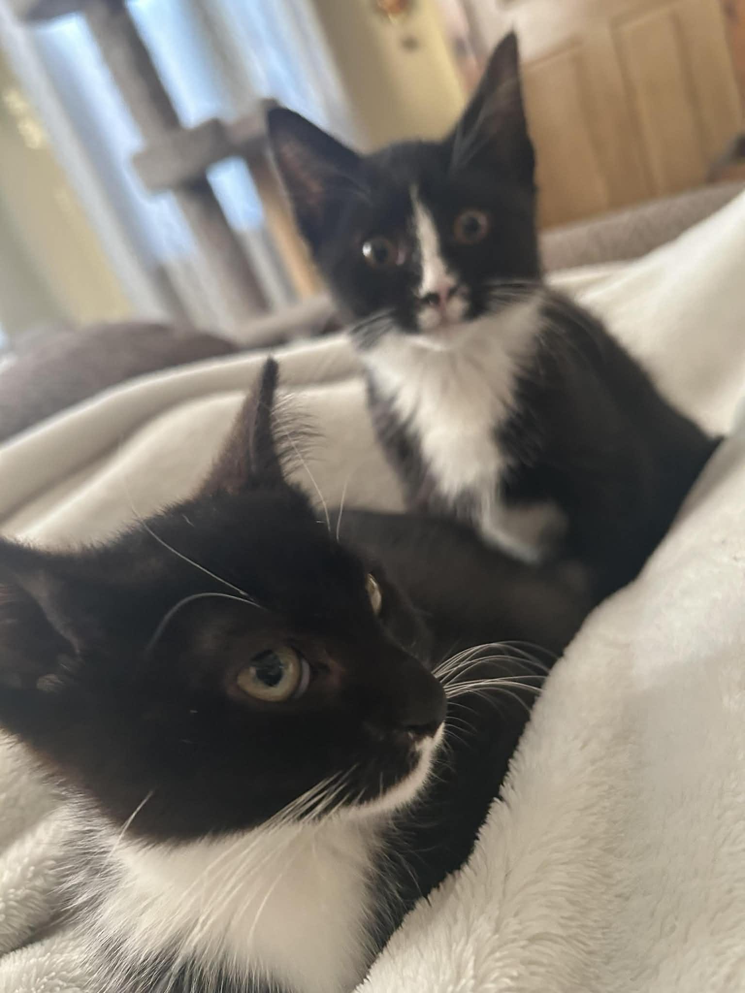 Enlarge Horace (must adopt with Clarabelle), an adopted Domestic Short Hair in New Bedford, MA image 3/6