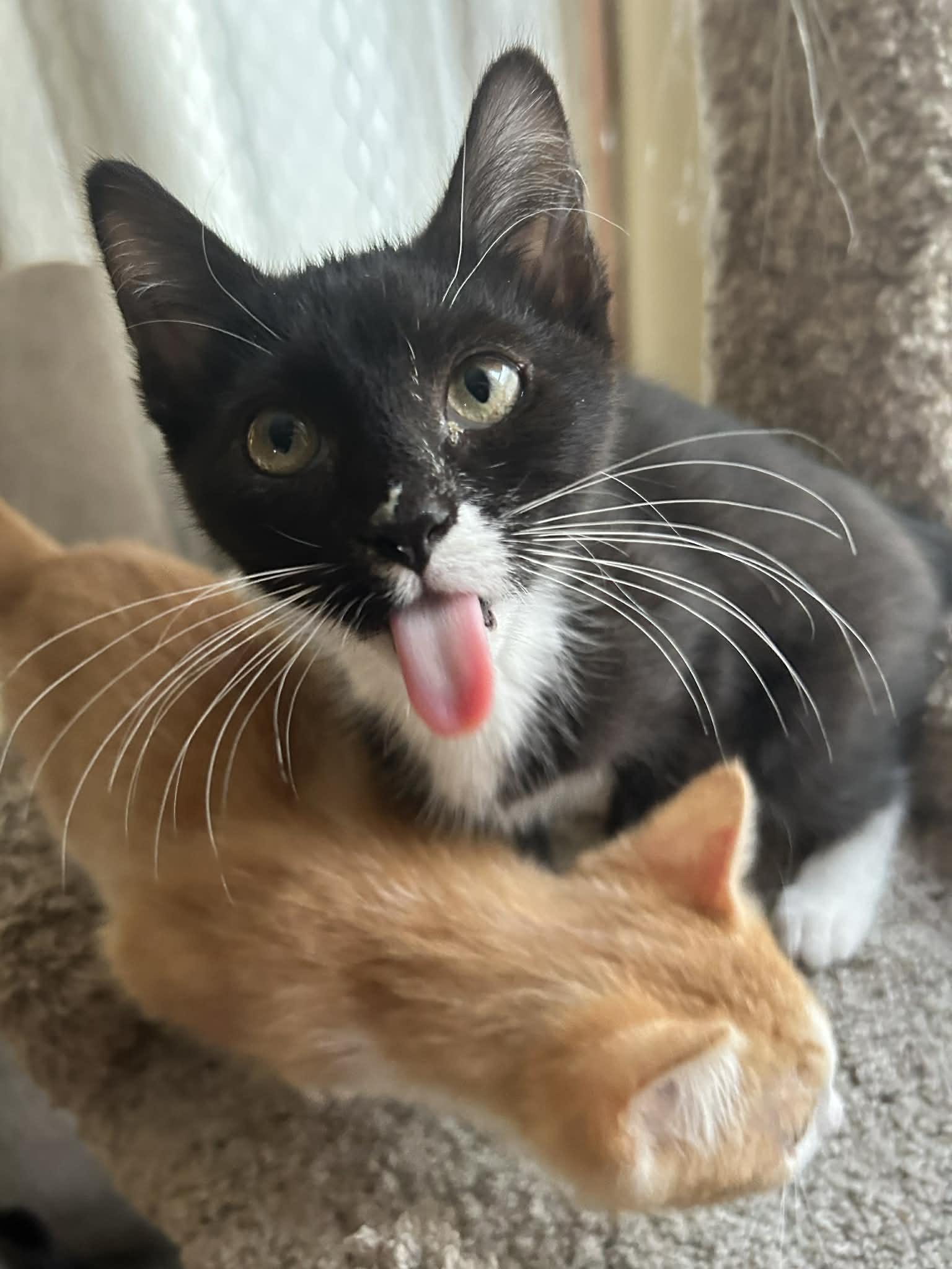 Enlarge Horace (must adopt with Clarabelle), an adopted Domestic Short Hair in New Bedford, MA image 5/6