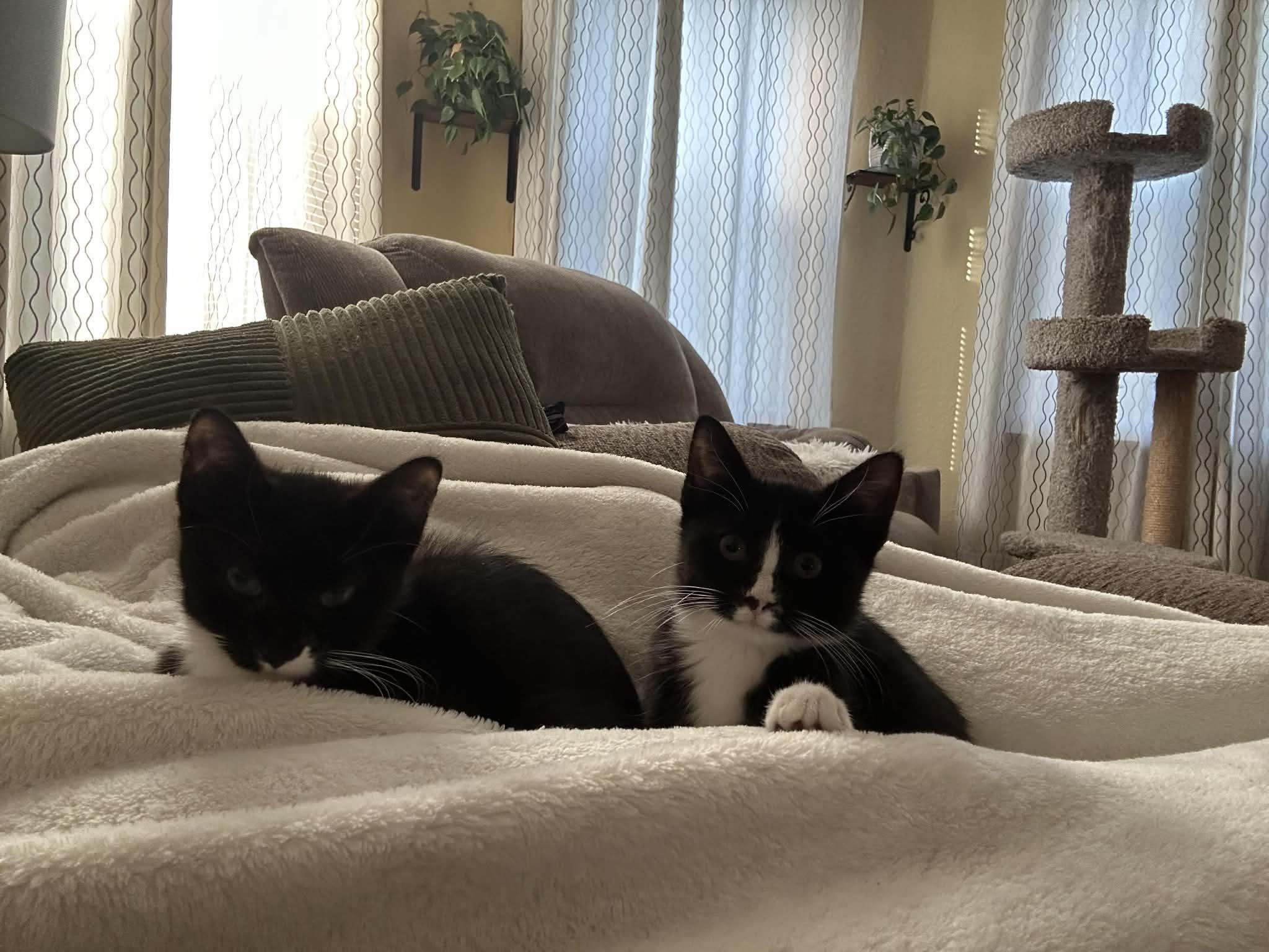 Enlarge Horace (must adopt with Clarabelle), an adopted Domestic Short Hair in New Bedford, MA image 6/6