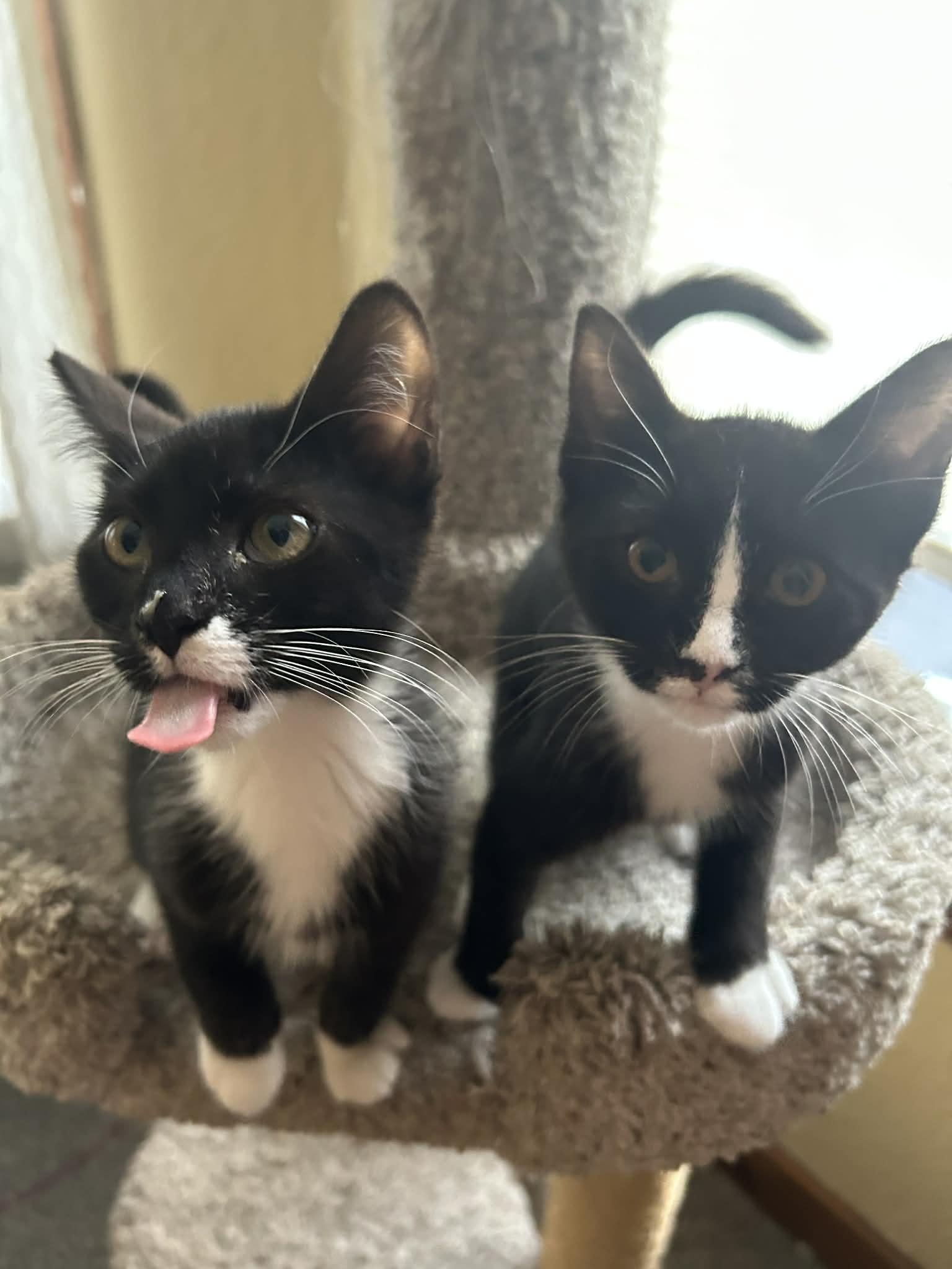 Enlarge Horace (must adopt with Clarabelle), an adopted Domestic Short Hair in New Bedford, MA image 4/6