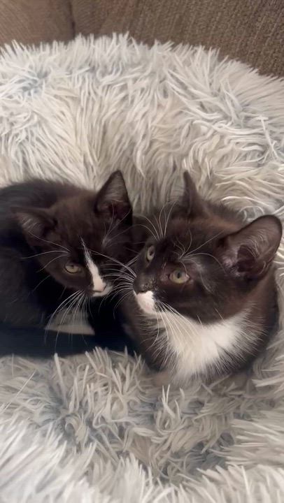 Enlarge Horace (must adopt with Clarabelle), an adopted Domestic Short Hair in New Bedford, MA video 2/6