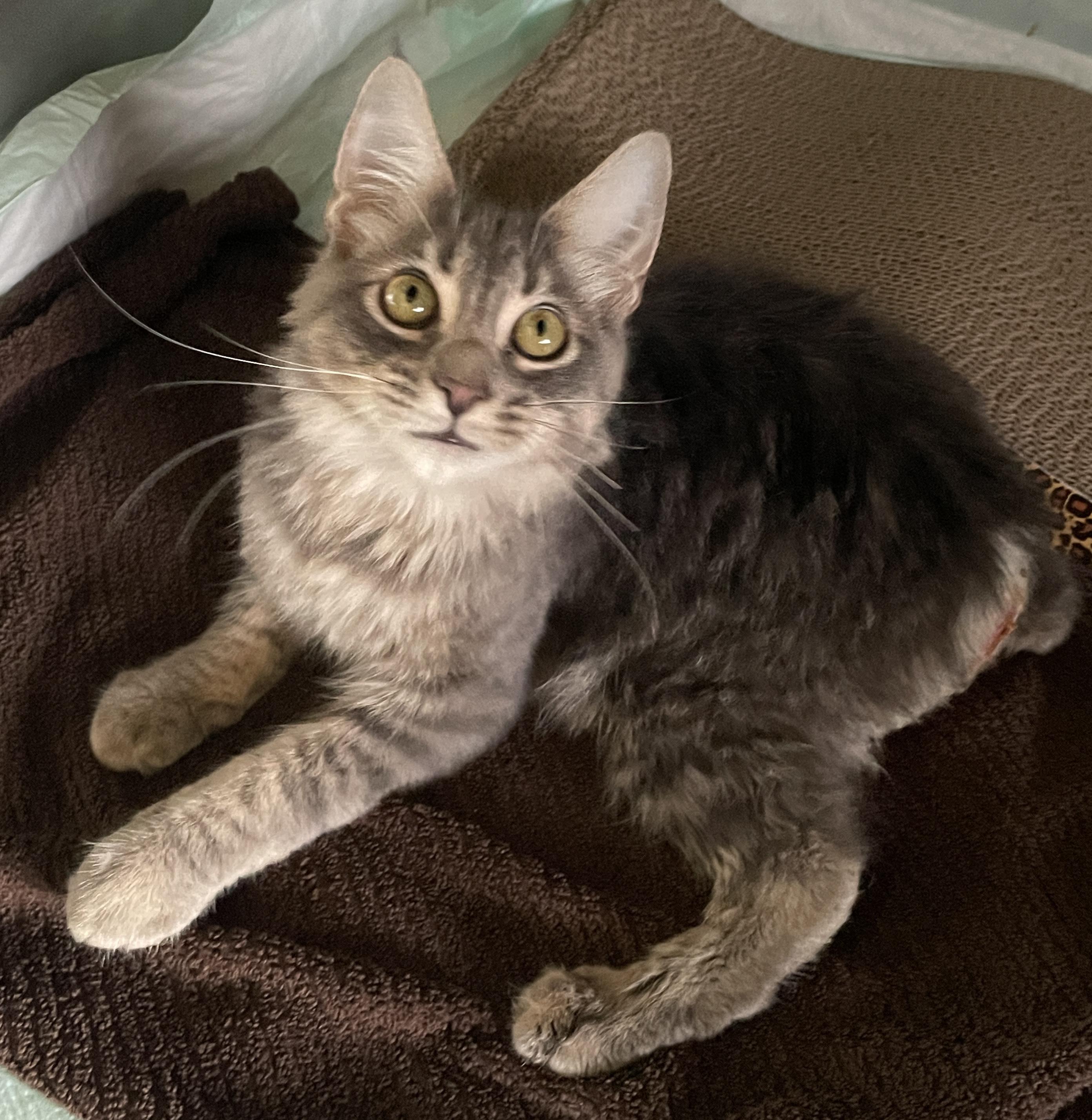 Enlarge Velcro, a ADOPTABLE Manx in Santa Maria, CA image 2/2