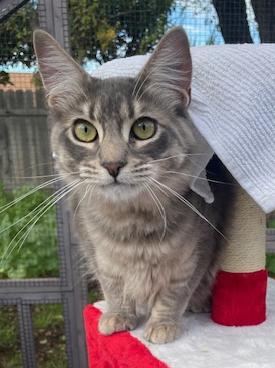 Enlarge Velcro, a ADOPTABLE Manx in Santa Maria, CA image 1/1