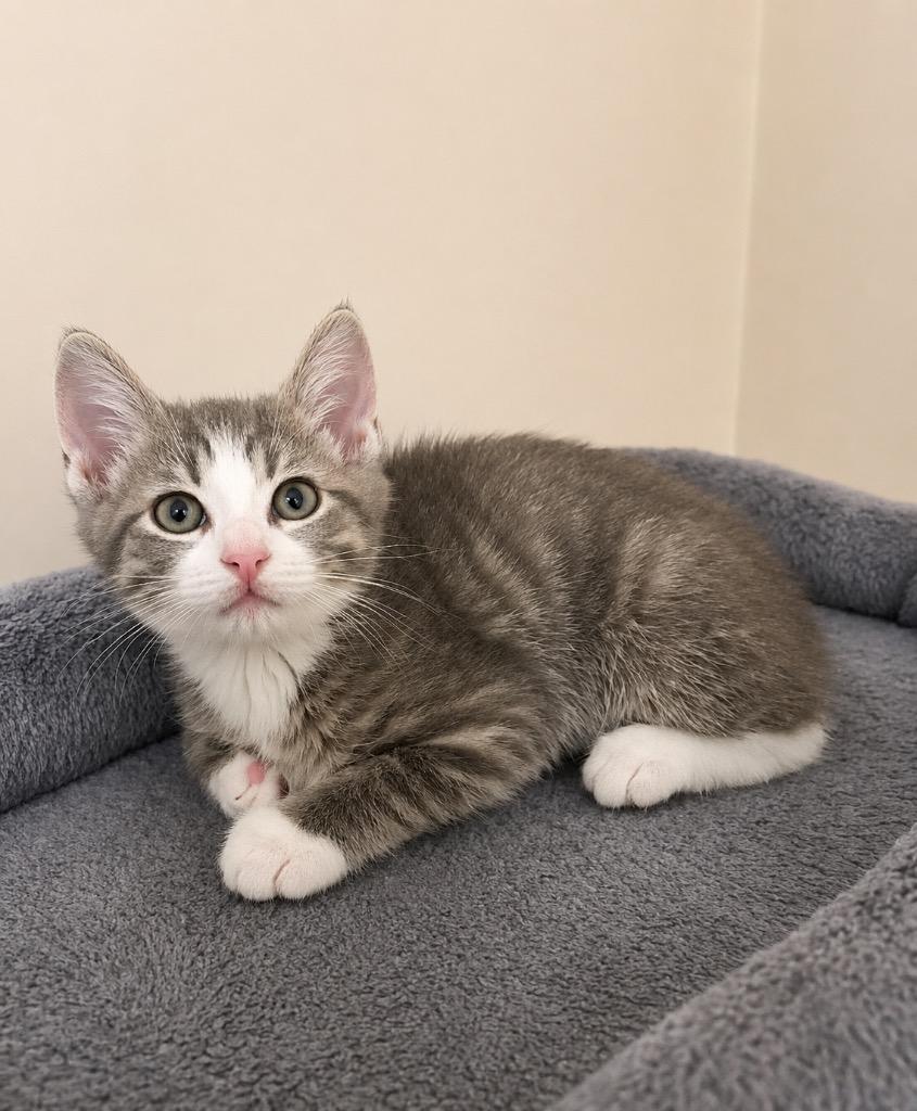 Bisbee, Adoptable, Kitten Male Domestic Short Hair.