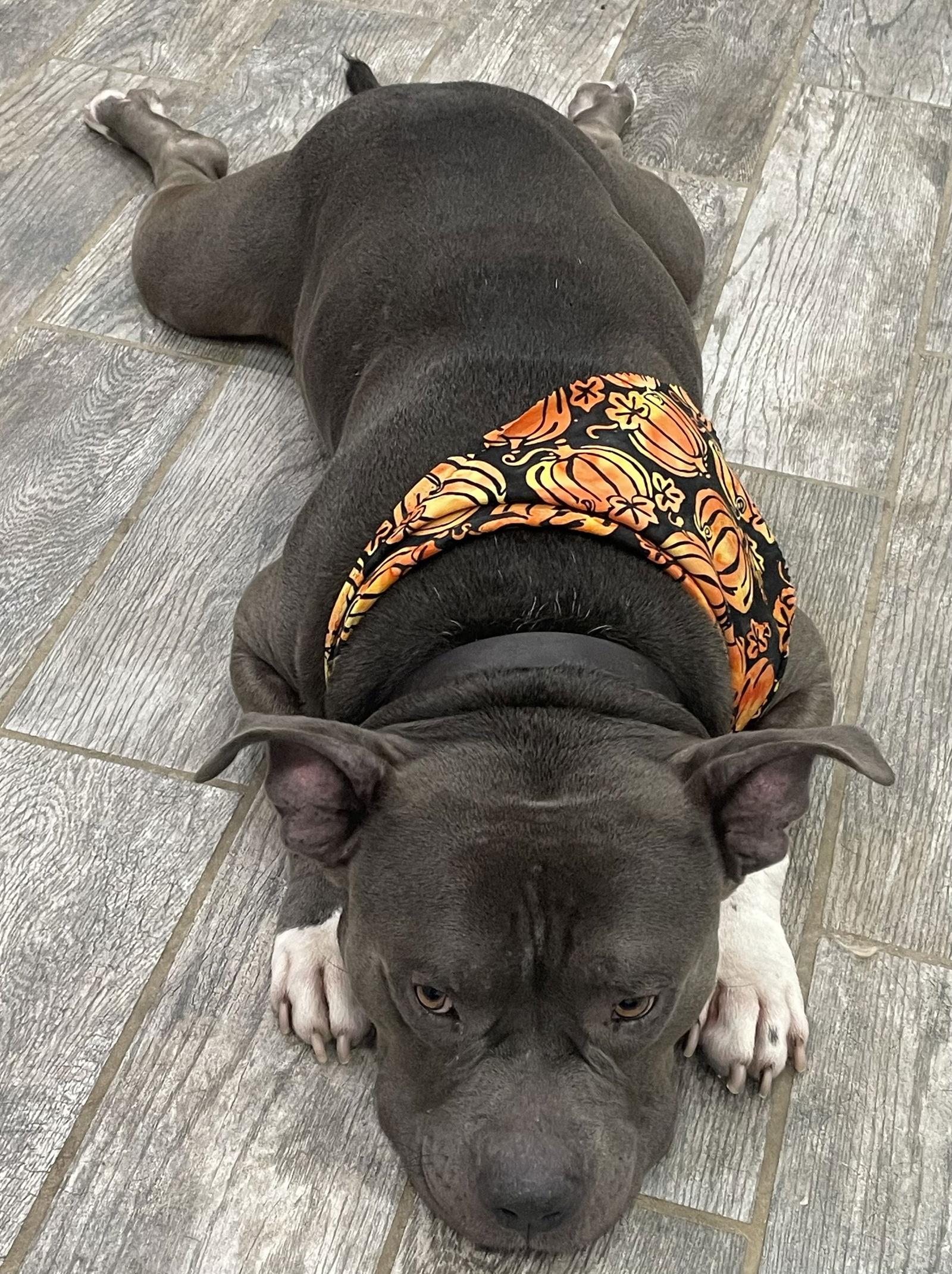 Enlarge Butters (Courtesy Lisiting), a Adopted Pit Bull Terrier in Spotsylvania, VA image 1/3