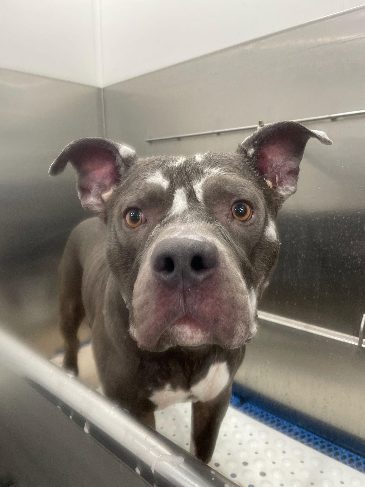 Enlarge Butters (Courtesy Lisiting), a Adopted Pit Bull Terrier in Spotsylvania, VA image 2/3