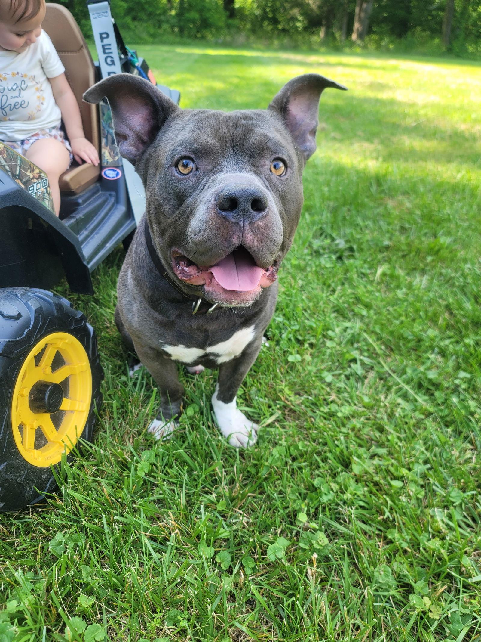 Enlarge Butters (Courtesy Lisiting), a Adopted Pit Bull Terrier in Spotsylvania, VA image 3/3