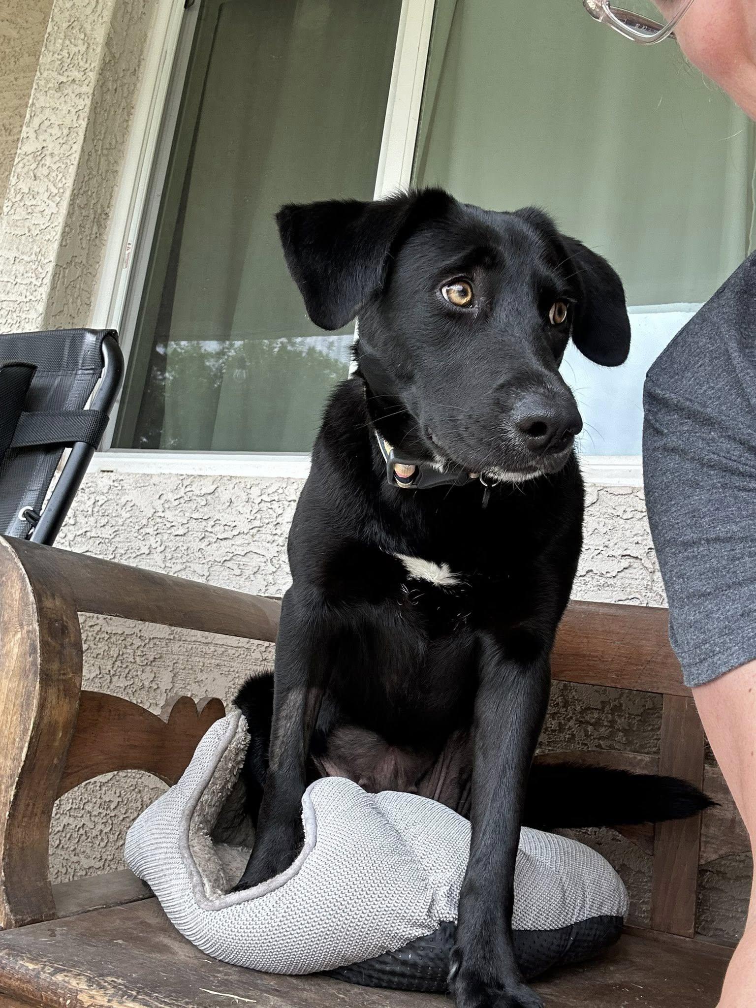 Enlarge Eleanor, a ADOPTABLE mixed breed in Queen Creek, AZ image 6/6