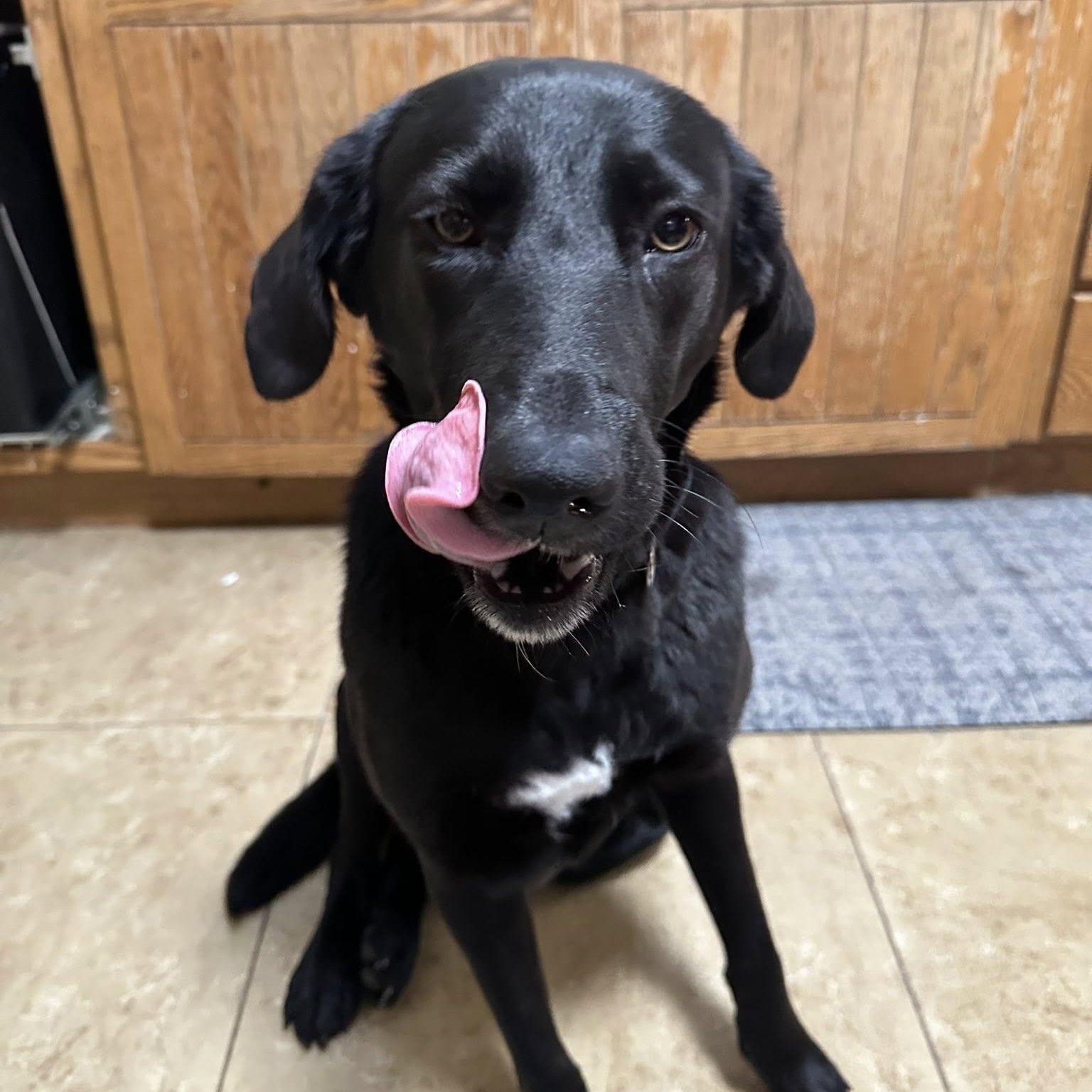 Enlarge Eleanor, a ADOPTABLE mixed breed in Queen Creek, AZ image 1/6