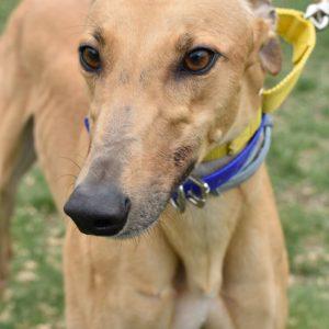 OCTOBER FEST, Adoptable, Adult Female Greyhound.