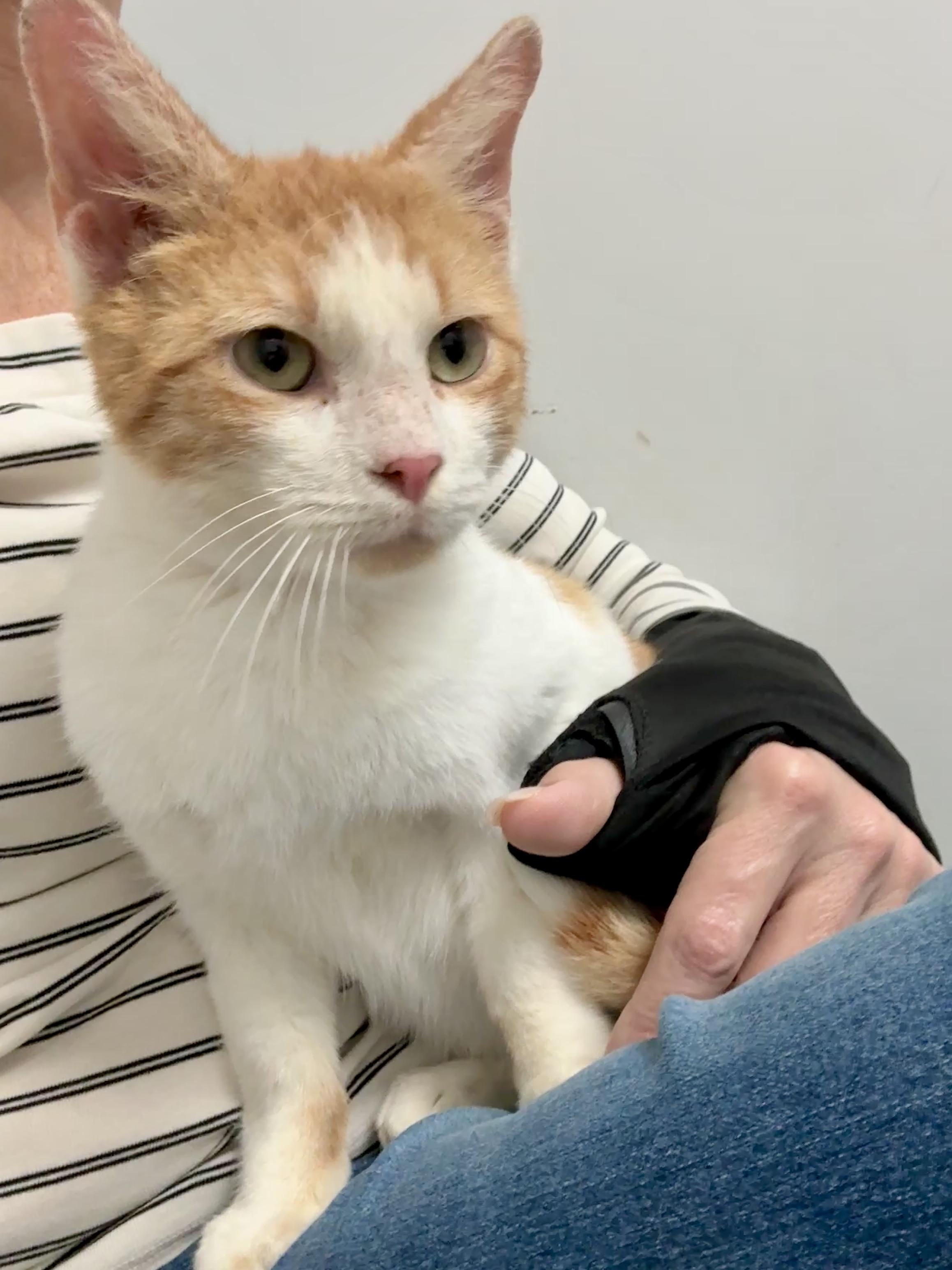 Enlarge Henry, a Adoptable Domestic Short Hair in Waller, TX image 6/6