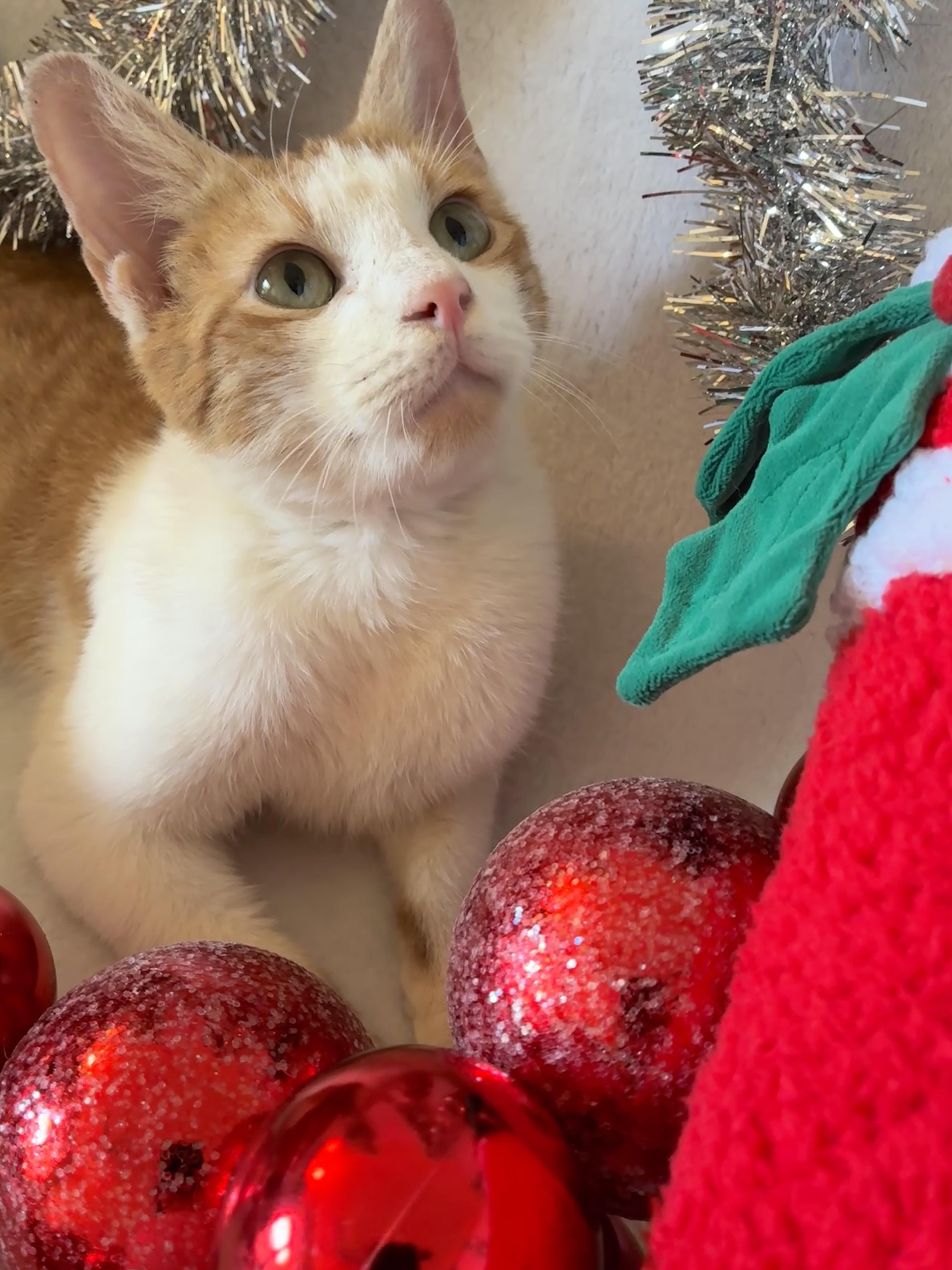 Enlarge Henry, a Adoptable Domestic Short Hair in Waller, TX image 2/6