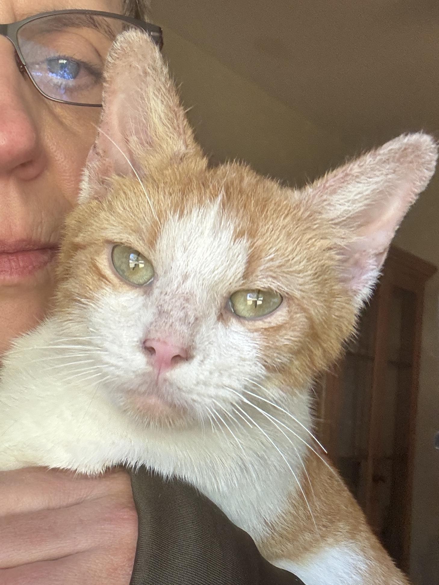 Enlarge Henry, a Adoptable Domestic Short Hair in Waller, TX image 3/6