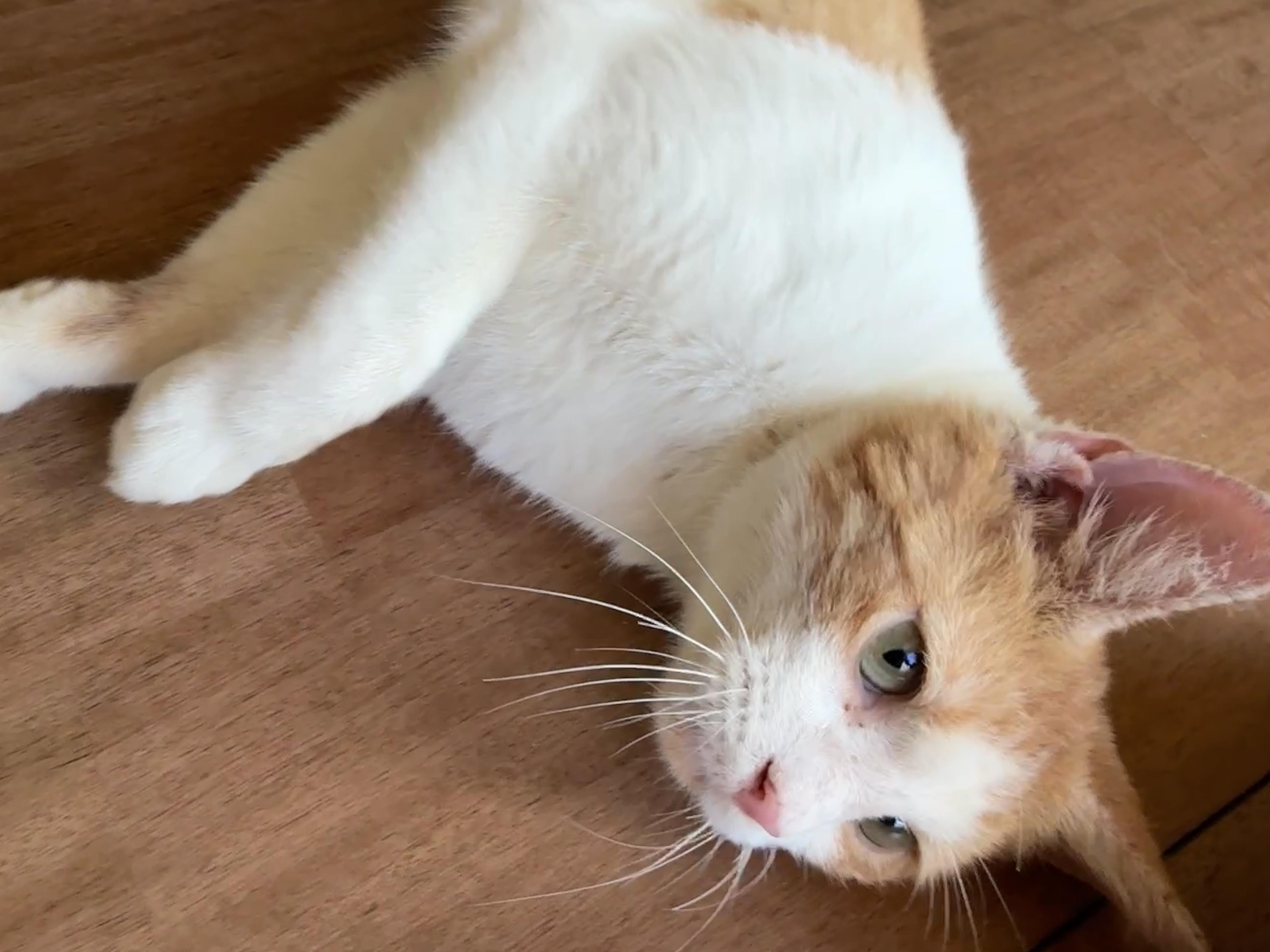 Enlarge Henry, a Adoptable Domestic Short Hair in Waller, TX image 4/6