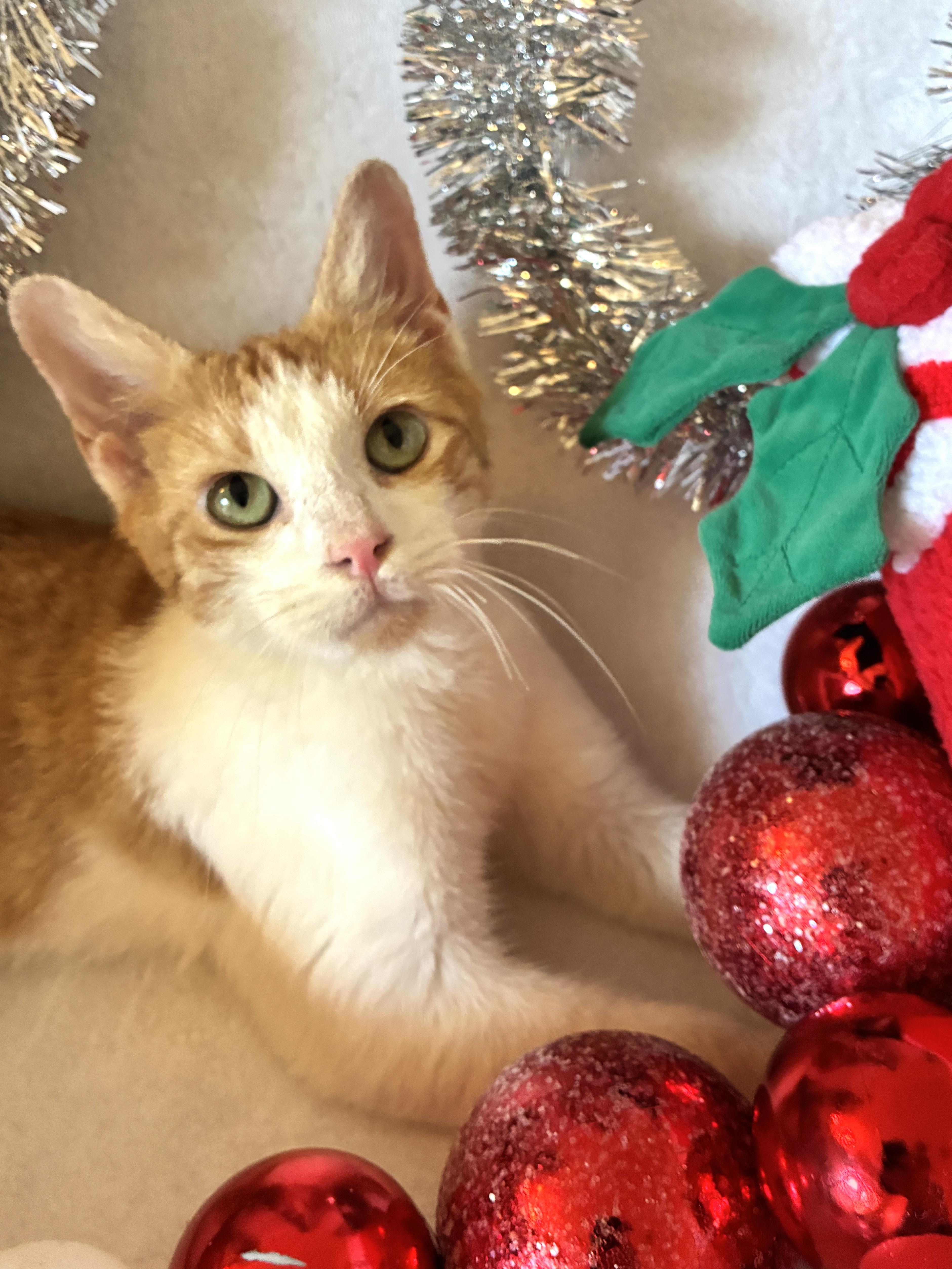 Enlarge Henry, a Adoptable Domestic Short Hair in Waller, TX image 1/6