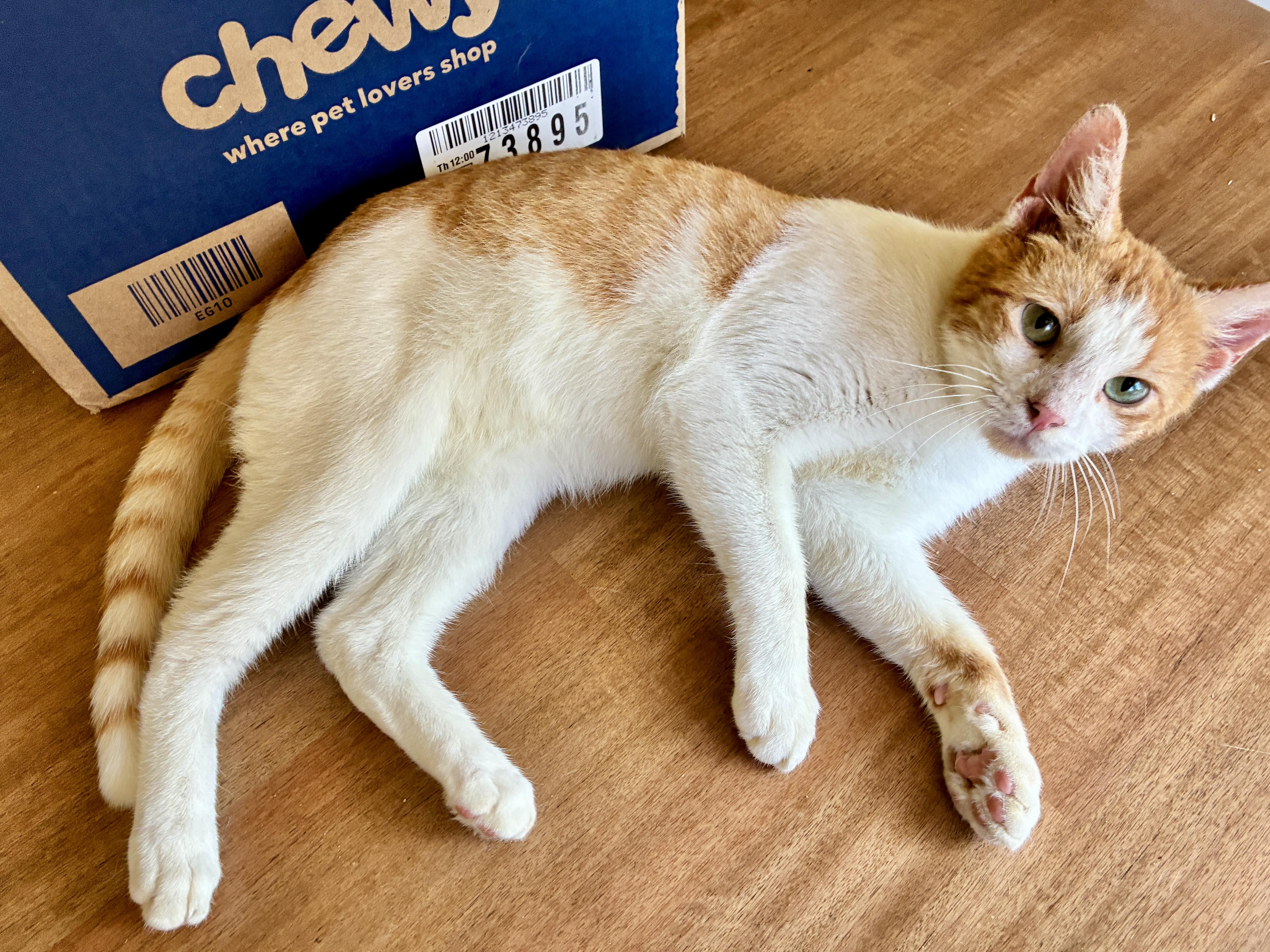 Enlarge Henry, a Adoptable Domestic Short Hair in Waller, TX image 5/6