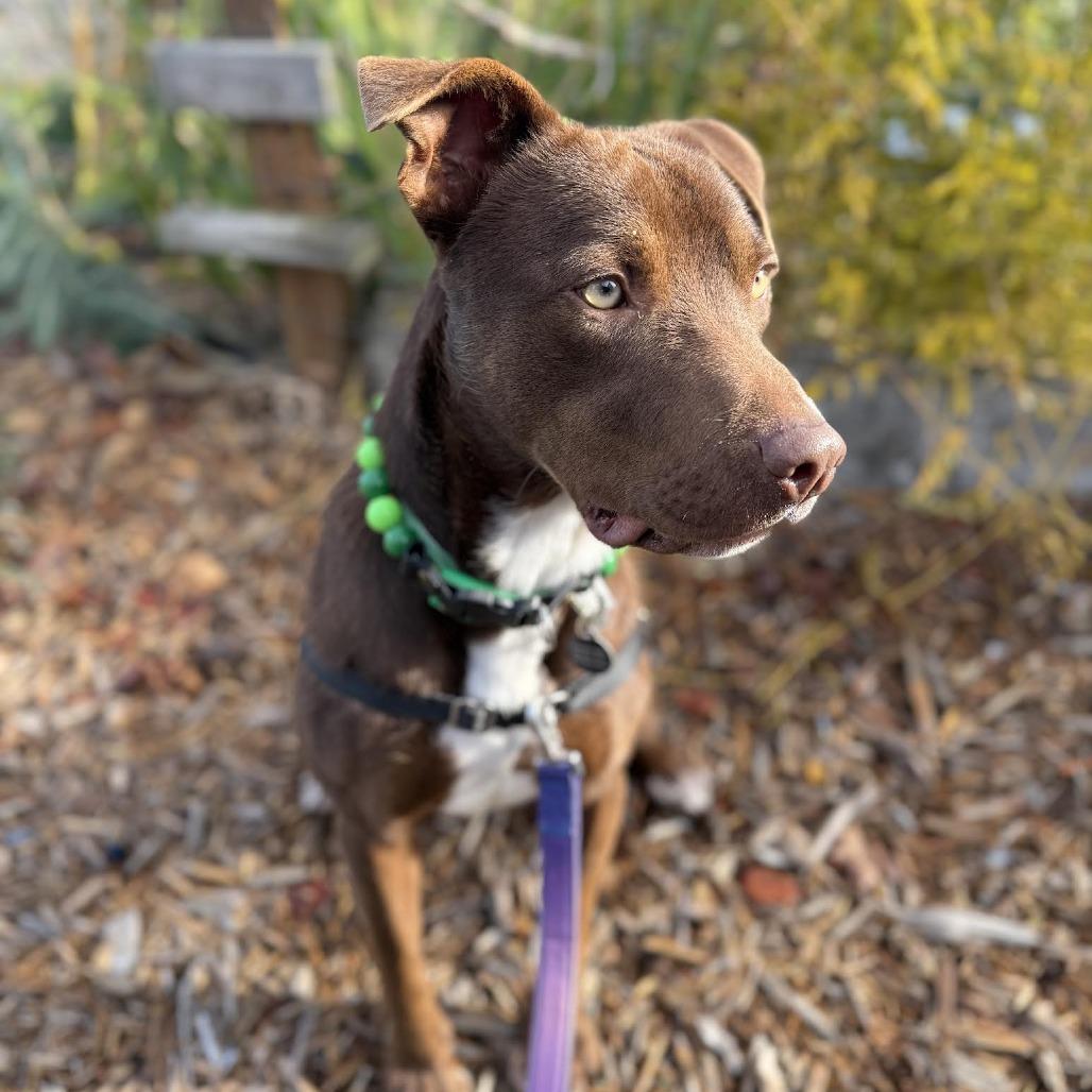 Benga, Adoptable, Adult Male Labrador Retriever & Pit Bull Terrier.
