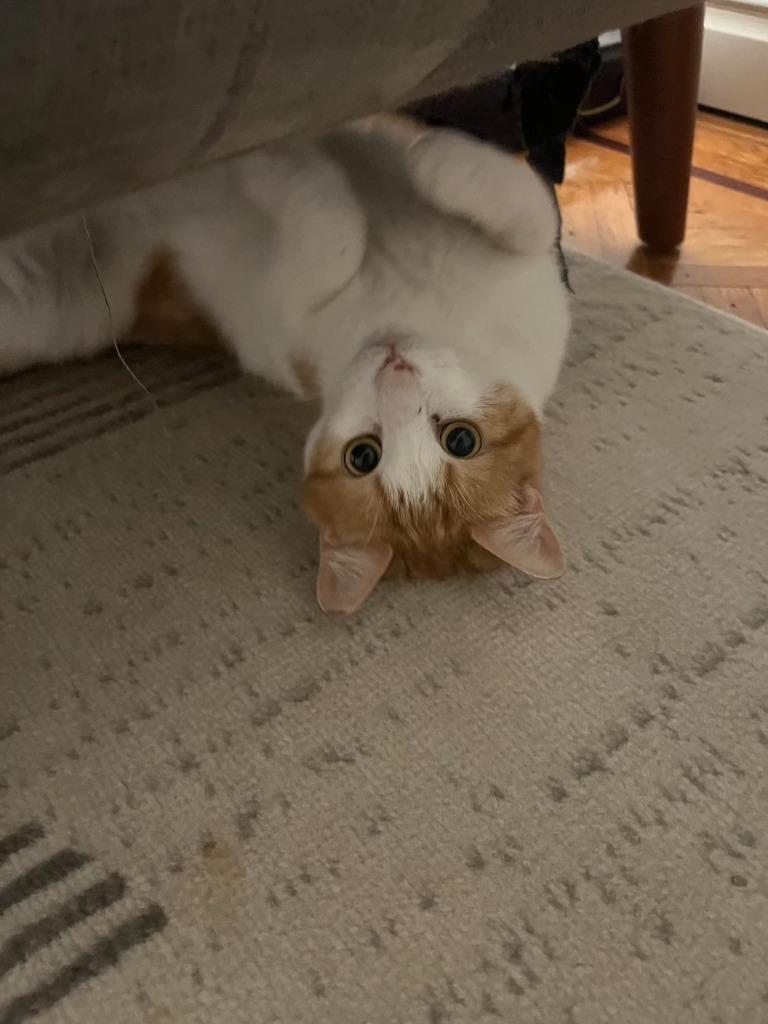 Skittle: Courtesy Post, Adoptable, Adult Male Domestic Short Hair.
