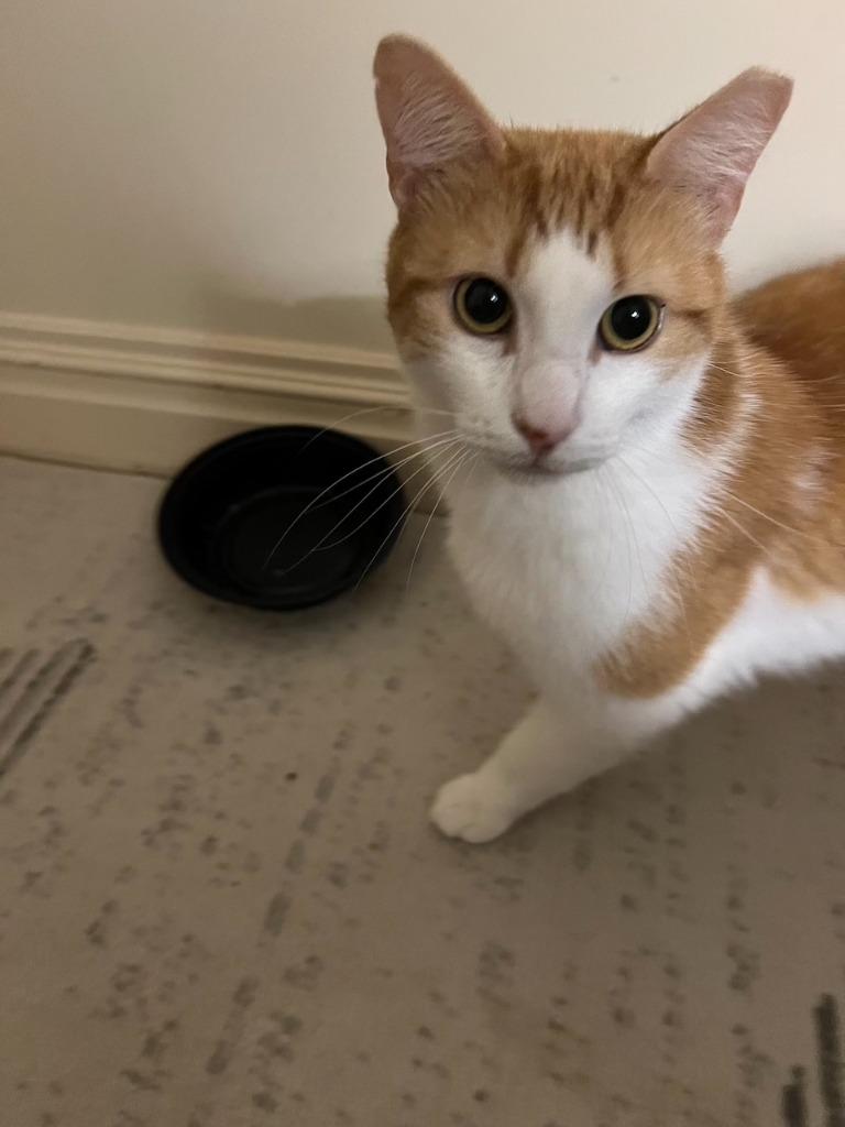 Skittle: Courtesy Post, Adoptable, Adult Male Domestic Short Hair.