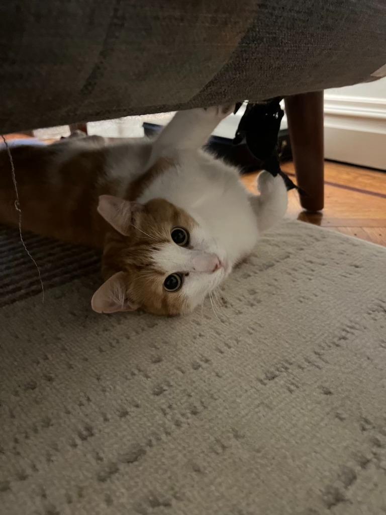 Enlarge Skittle: Courtesy Post, a Adoptable mixed breed in New York, NY image 2/6