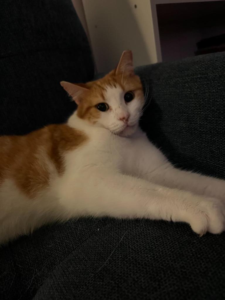 Skittle: Courtesy Post, Adoptable, Adult Male Domestic Short Hair.