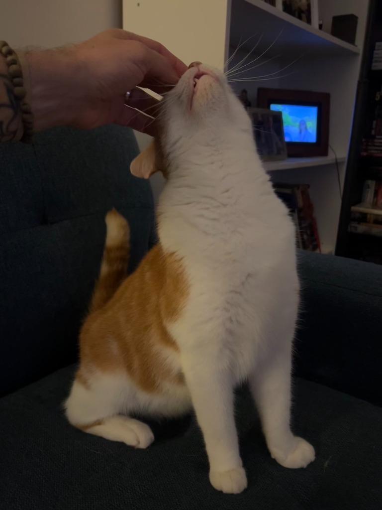 Skittle: Courtesy Post, a Adoptable mixed breed in New York, NY image 2/6