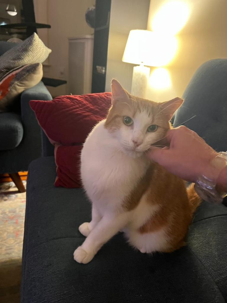 Enlarge Skittle: Courtesy Post, a Adoptable mixed breed in New York, NY image 6/6