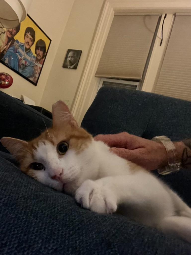 Skittle: Courtesy Post, a Adoptable mixed breed in New York, NY image 4/6