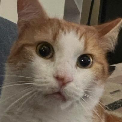 Enlarge Skittle: Courtesy Post, a Adoptable mixed breed in New York, NY image 6/6
