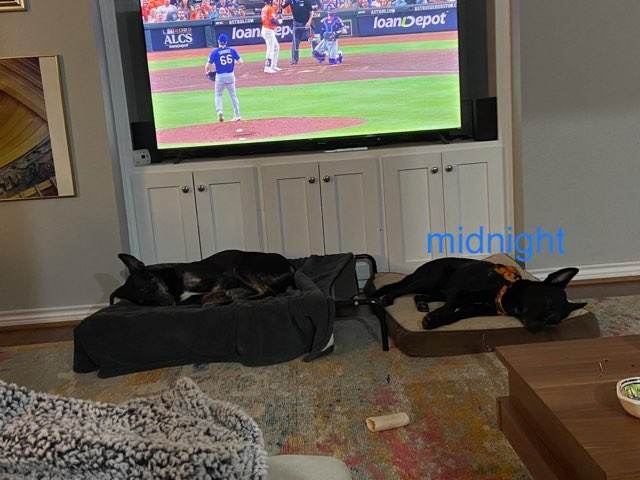 Midnight , Adopted, Adult Male Husky.