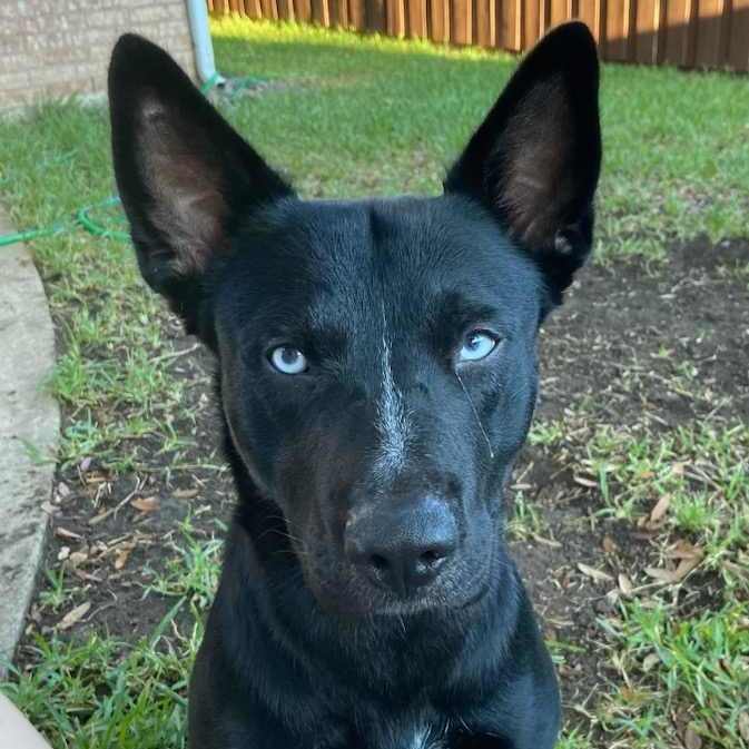 Midnight , Adopted, Adult Male Husky.