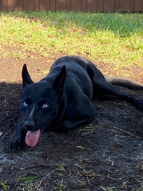 Enlarge Midnight , a Adopted mixed breed in Dallas, TX image 4/6